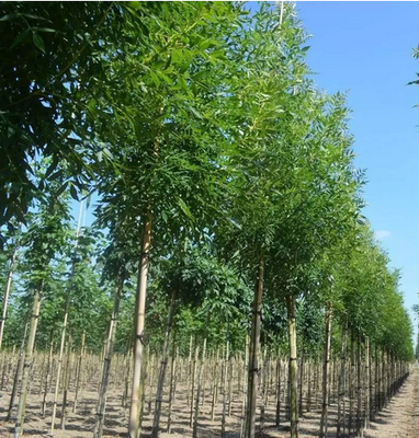 传统绿化苗木生产企业转型创新战略规划研究报告(一)