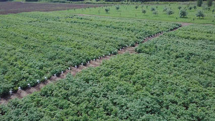 农田鸟瞰图。剪辑.绿色田野和植被的顶部视图。农业生产中的苗木领域
